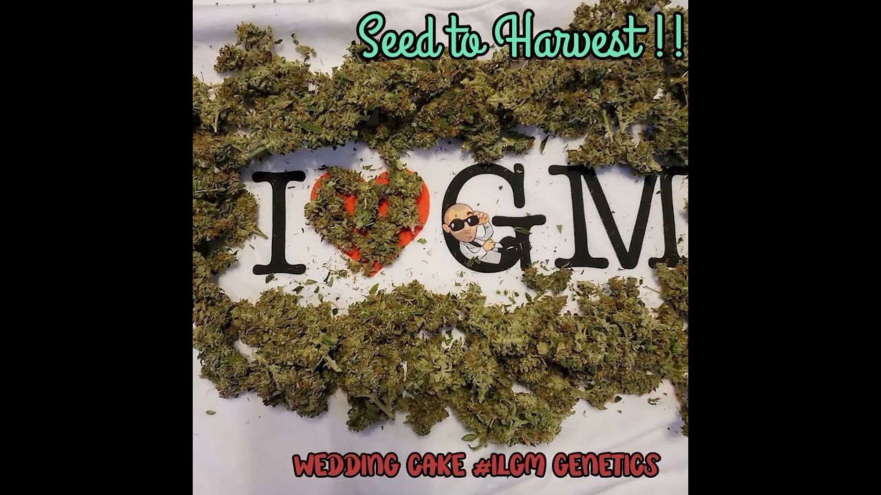 Seed to Harvest!WeddingCake by ILGM Genetics!Week#15 Day#102 from Seed!! 56days Flower!@acinfinity