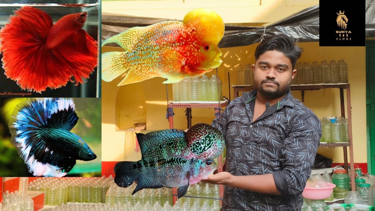 This Will Change Your Perspective About Flowerhorn farm Kolkata and betta