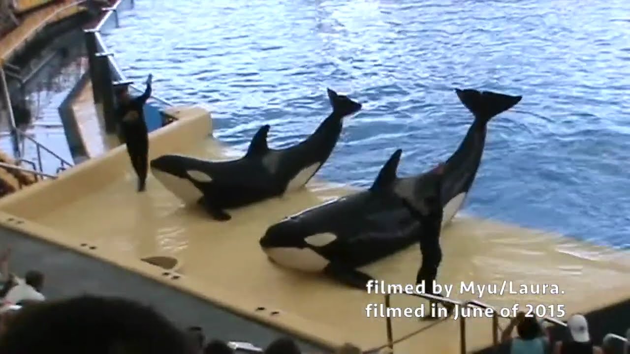 Orca Ocean Killer Whale back pool & show at Loro Parque in Tenerife