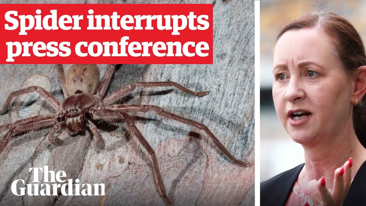 Huntsman spider crawls on health minister during Covid press conference in Queensland, Australia