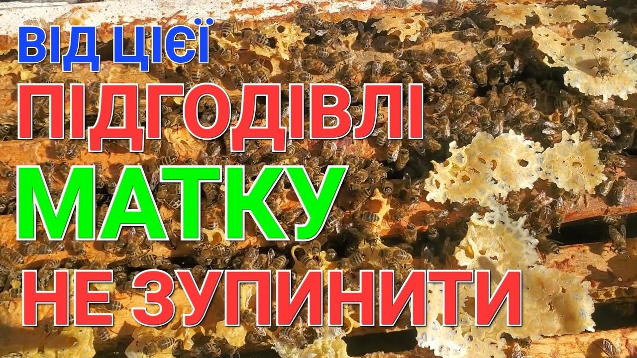 НАЙКРАЩА підгодівля весною дає СУПЕР СТАРТ