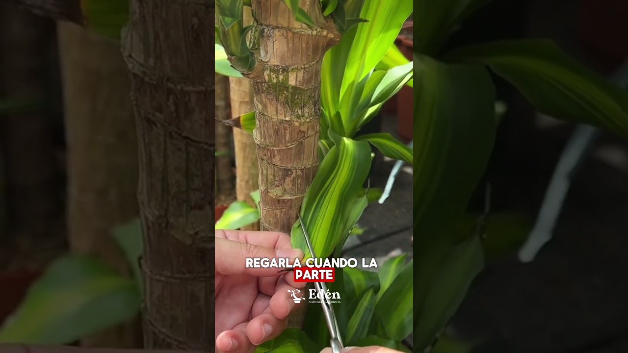 Cuidados del PALO DE BRASIL 🪴 | Plantas de INTERIOR para PRINCIPIANTES 