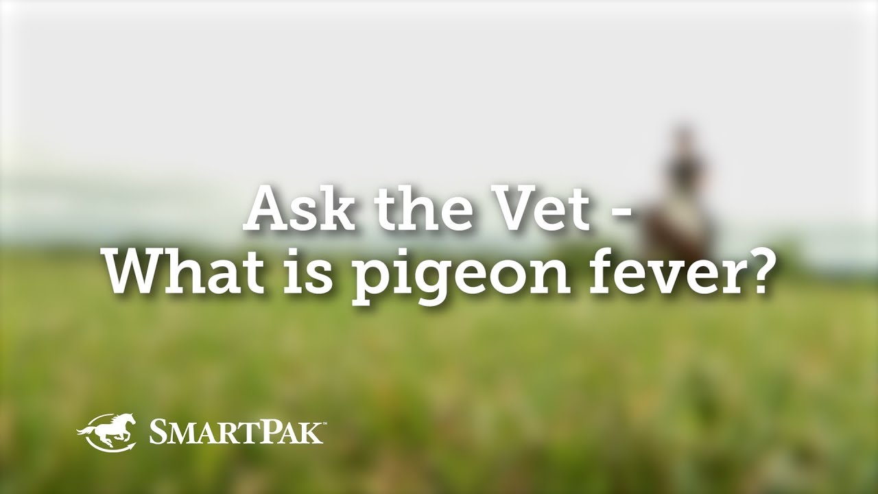 Ask the Vet - What is pigeon fever?