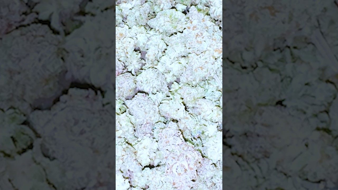 🍓 Strawberry Cough 🍓 - North Atlantic Seeds - Grown By : ShiestyGrows420