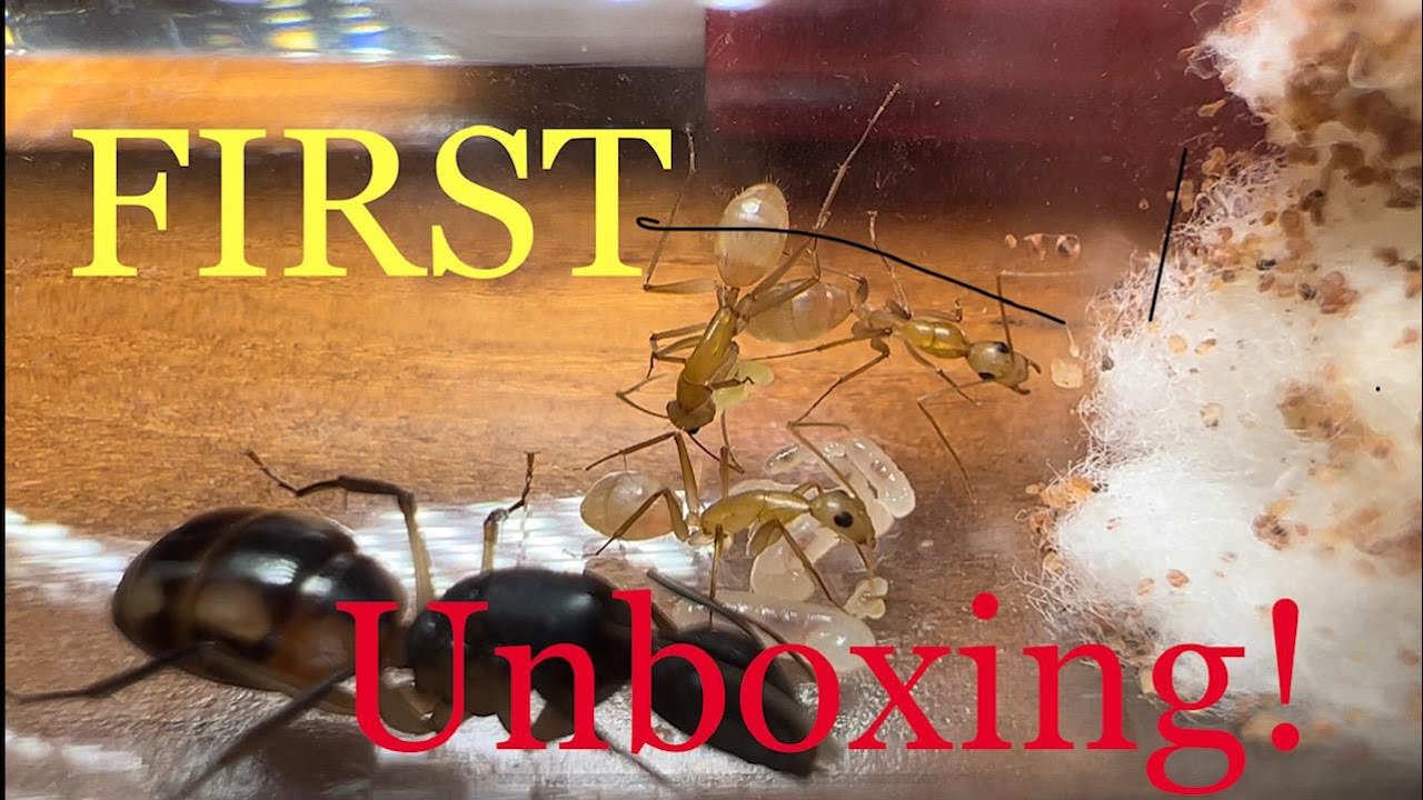 First Ant Unboxing! #ant #antkeeper #insects #antlove #antkeeping