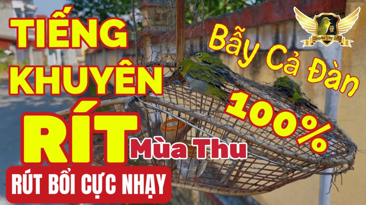 Tiếng Khuyên Rít Kéo Bổi Về Hiệu Quả Nhất Cho AE Bẫy Khuyên Đi Đàn Mùa Thu - File Vip | KTB