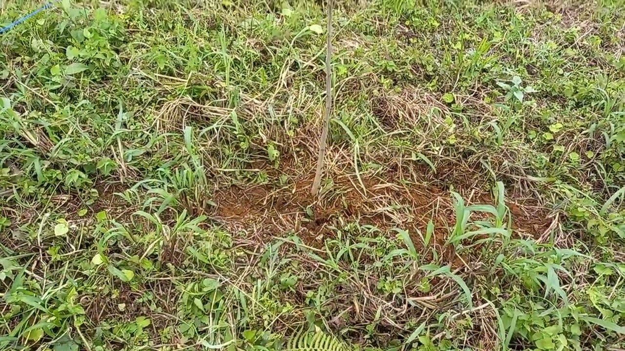 Primer arbol de Saman