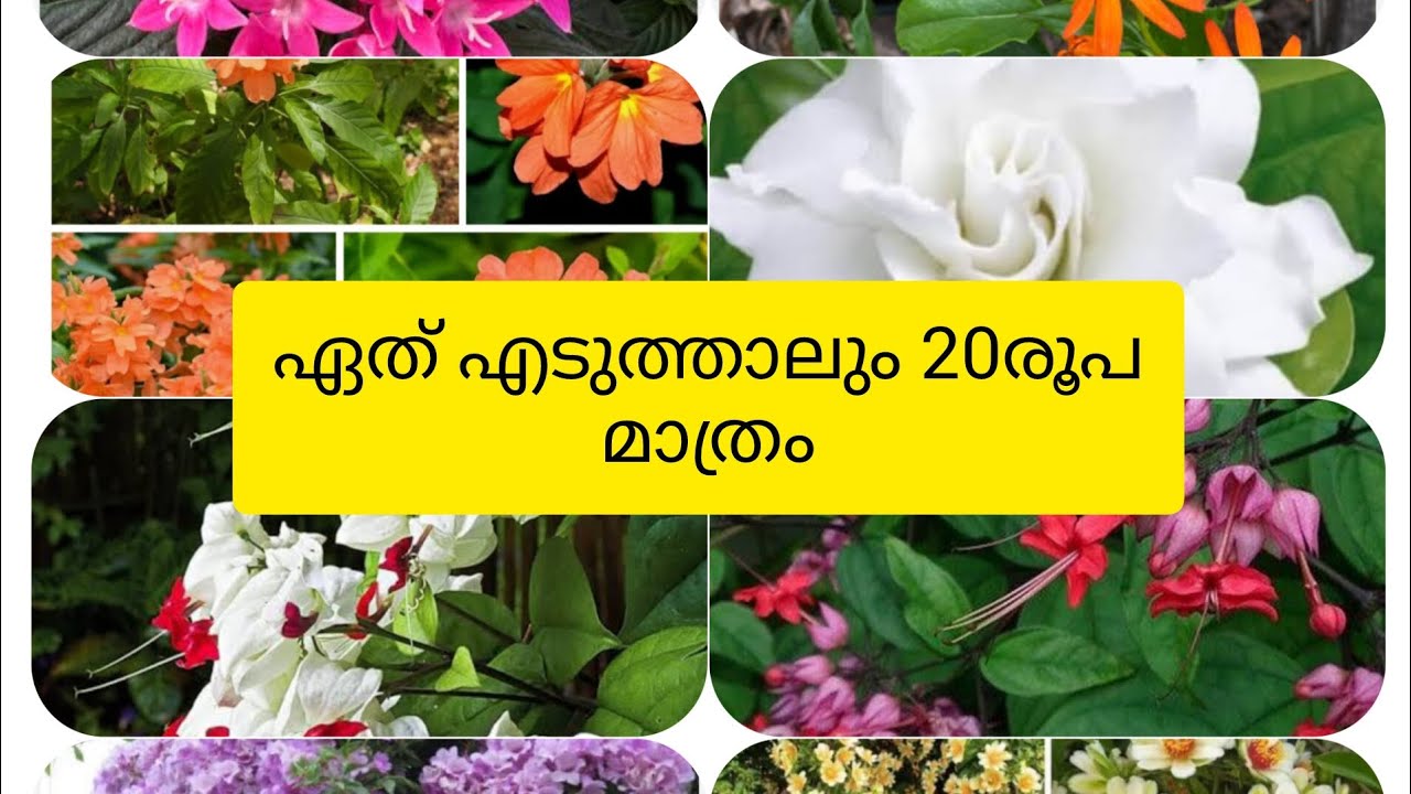 പൂക്കൾ കൊണ്ട് ഗാർഡൻ മനോഹരമാക്കാൻ.||മെഗാ clearance sale||ഏത് എടുത്താലും only 20rs മാത്രം#offer sale. 