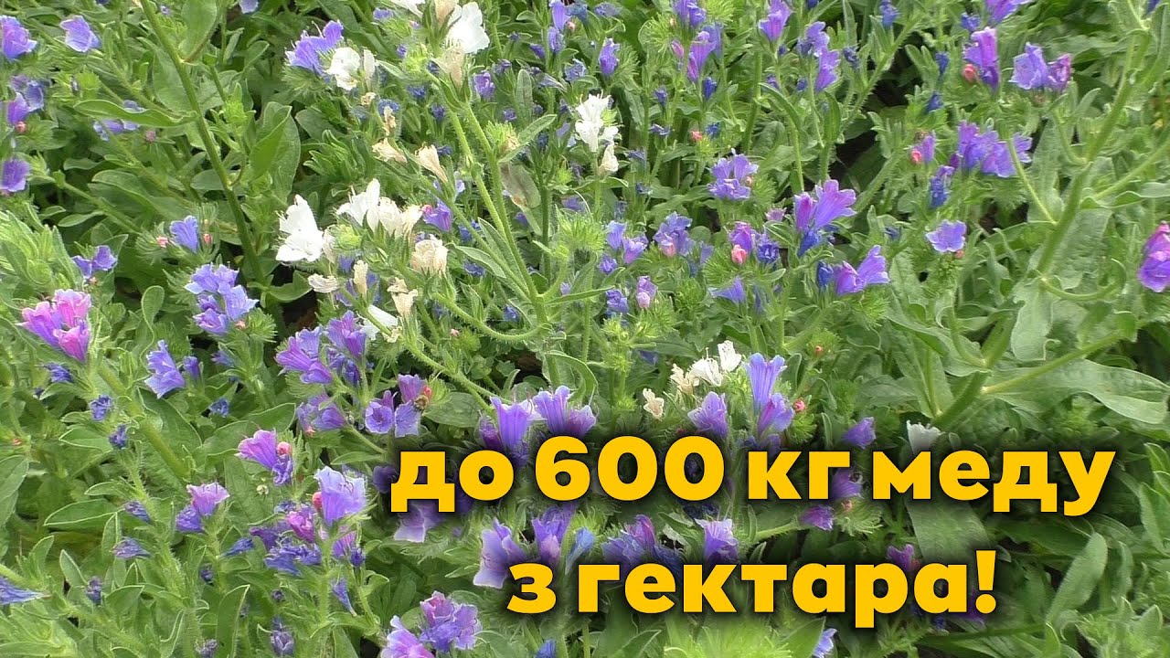 Взяток з липи та фацелії 2023. Посіяли щось ще краще фацелії!