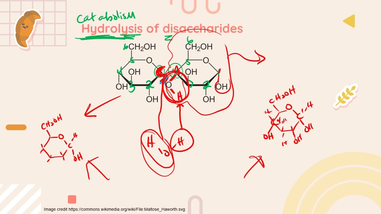 IB Biology B1.1 Carbohydrates