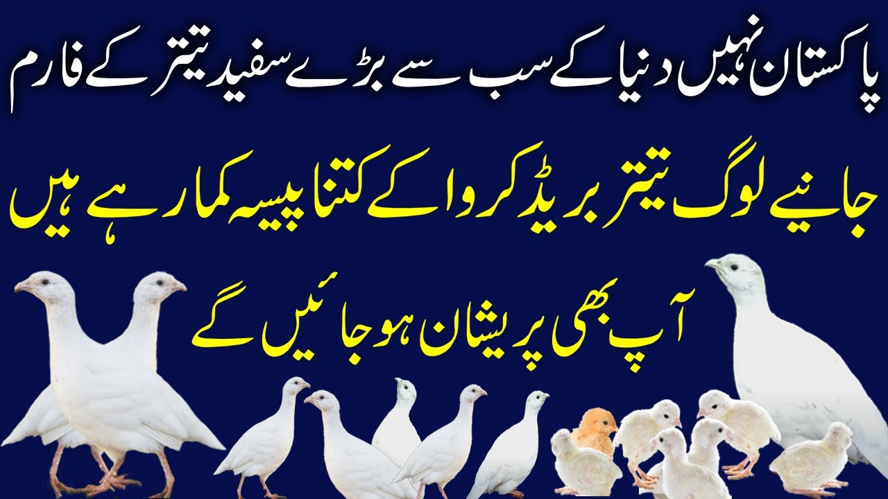 White Dakhni Teetar ke dunya ke sab se bare farm | White Teetar Biggest Farm | White Francolins