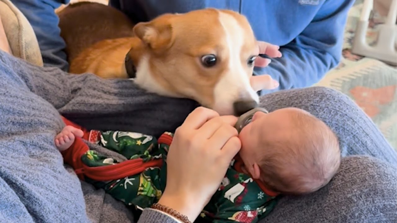 Curious Dogs Reactions to Meeting a Baby for the First Time ❤️❤️