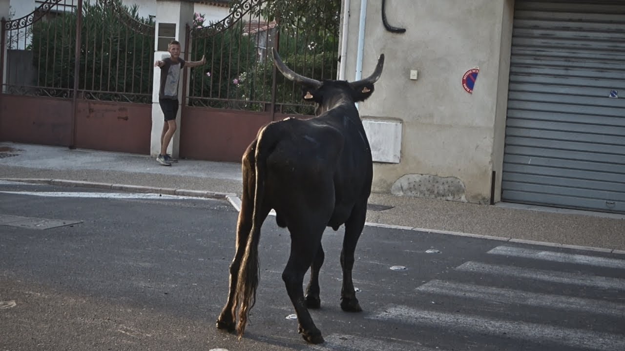 EYRAGUES ABRIVADO BANDIDO 1920212223.08.23 🐂