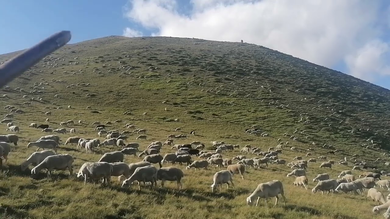 Pastores del Pirineo.