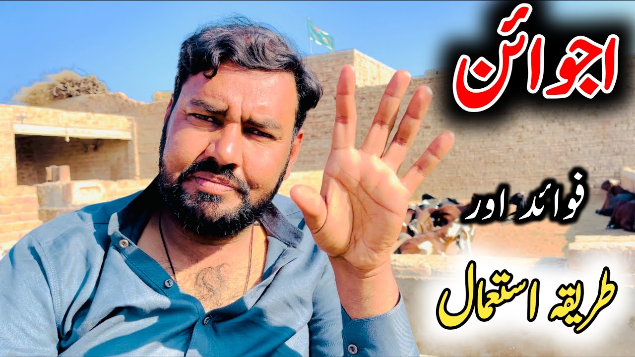 بکری میں اجوائن کے فوائد اور  طریقہ استعمال// ustad farhan gujjar #goat #livestock #amritsaribeetal
