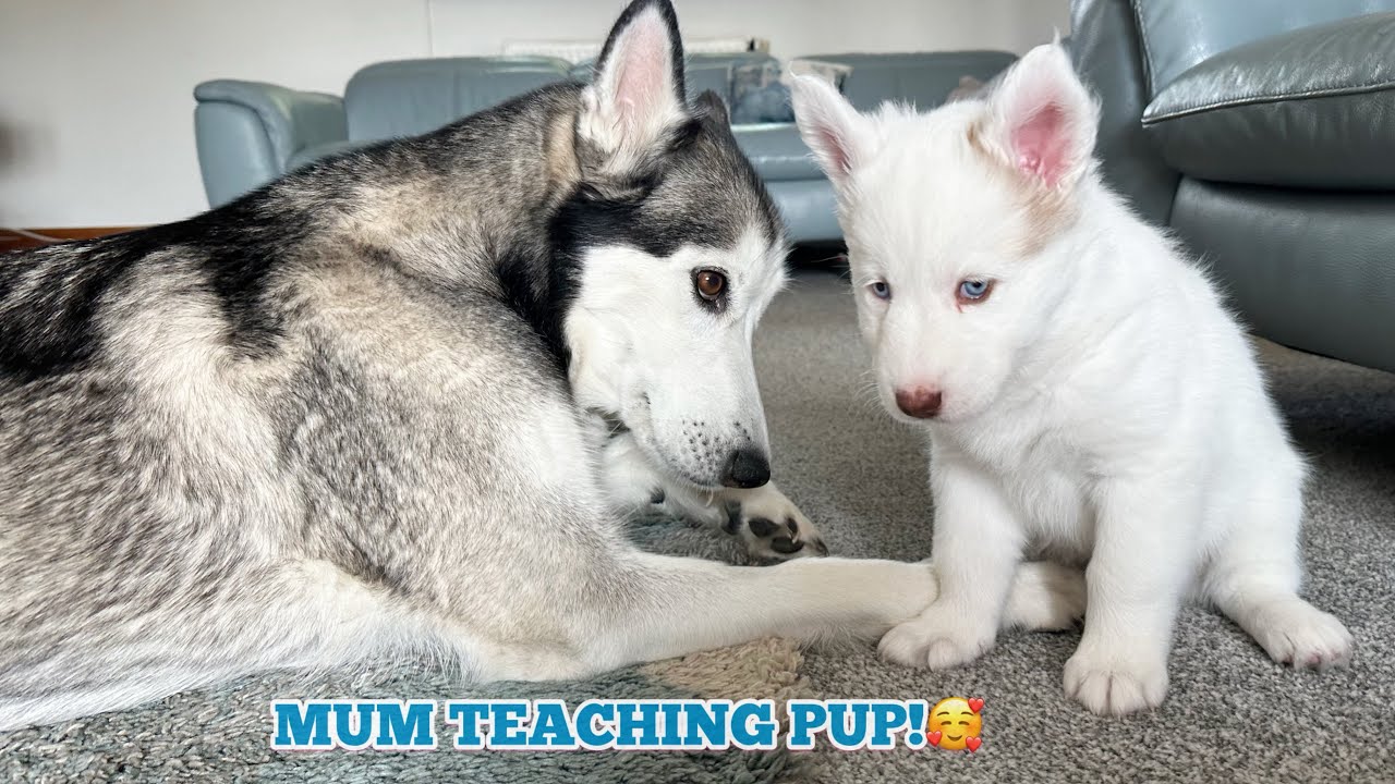 Husky Mama Teaching Her Dire Wolf Puppy How To Socialise For The First Time!!🥹.