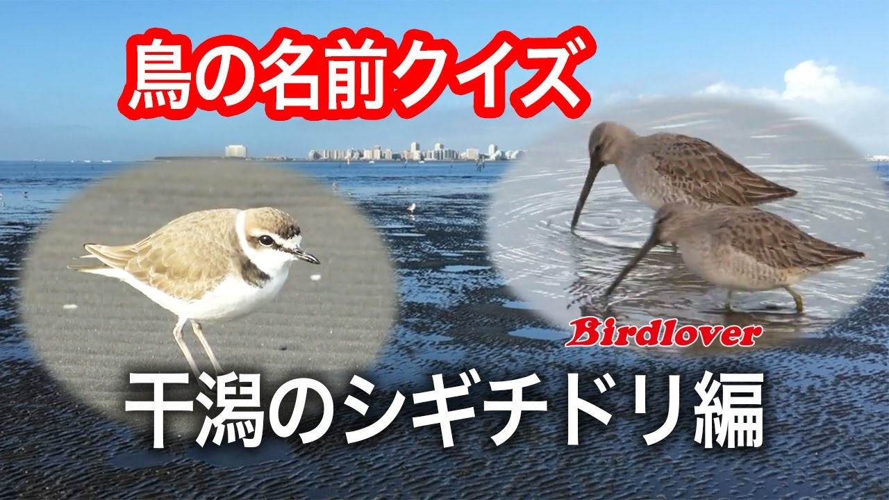 鳥の名前クイズ・シギチドリ干潟編 / 答えは字幕に入ってます/Bird name quiz