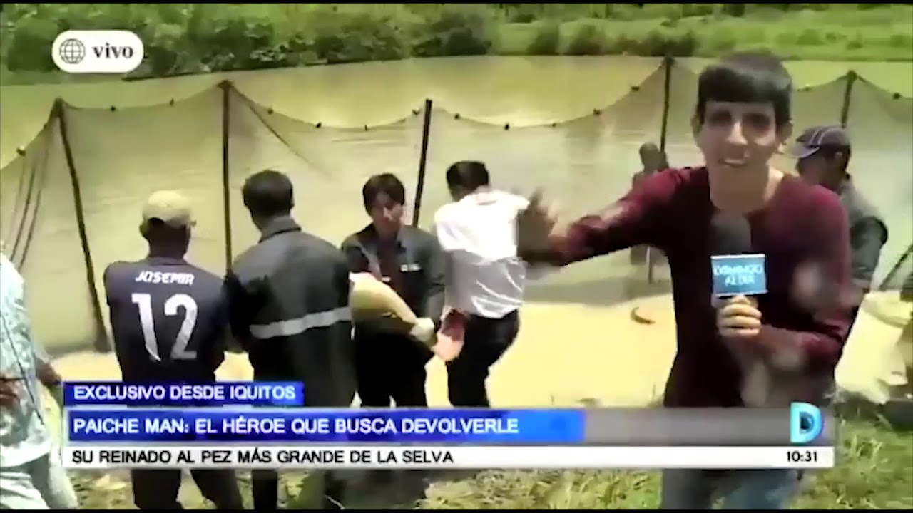 El Paiche está de retorno a la selva peruana