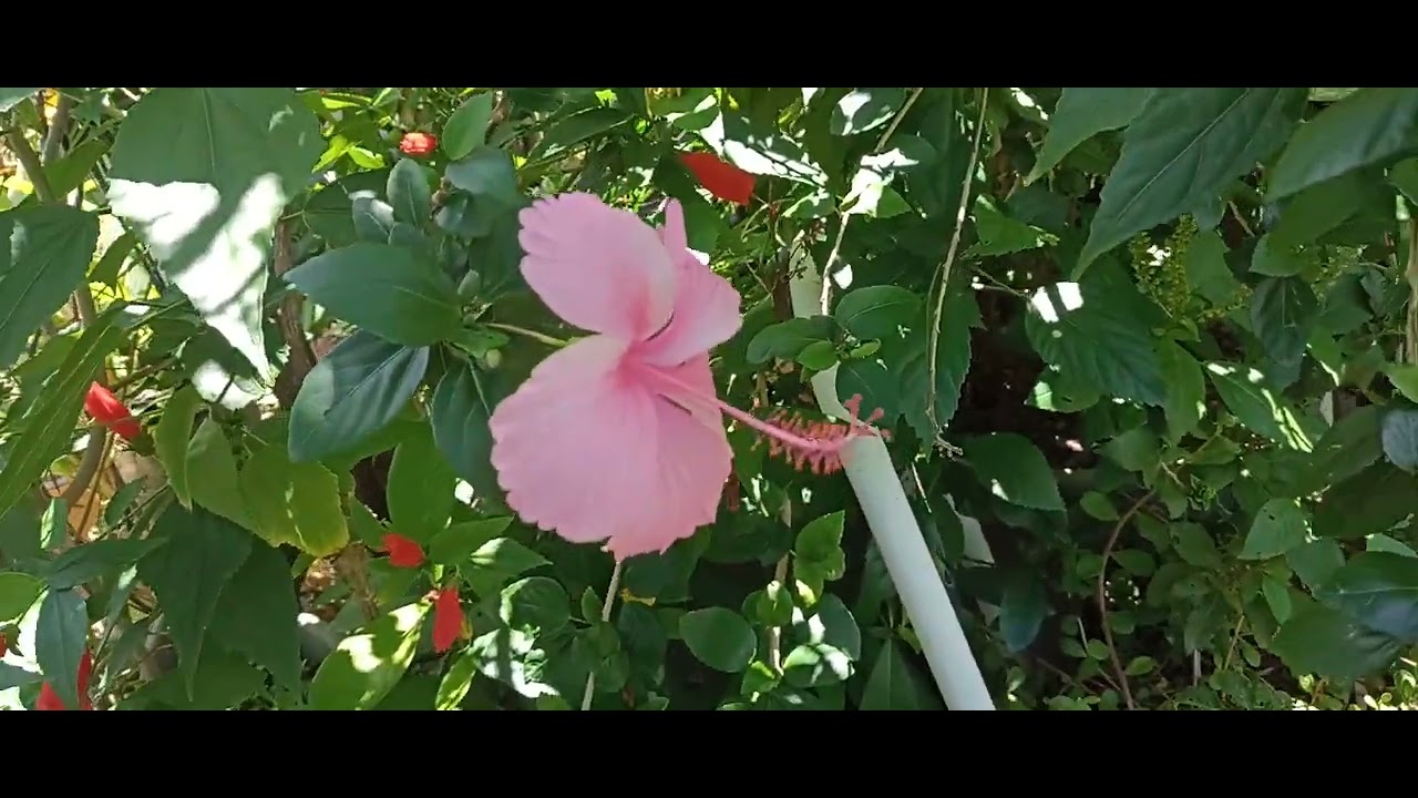 Gente linda um ótimo dia com muitas flores