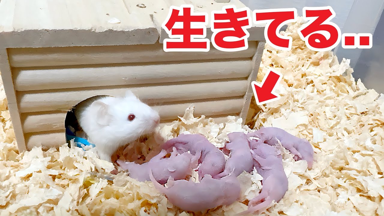 死ぬはずだったマウスがヤバい...