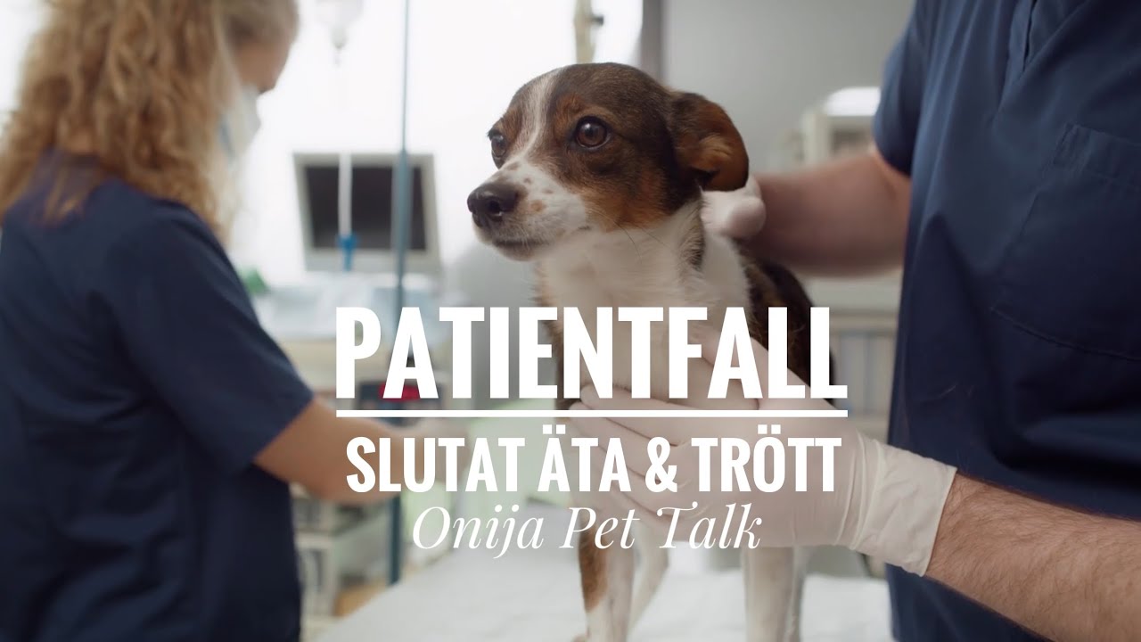Patientfall - Slutat äta och trött | Hund&Katt
