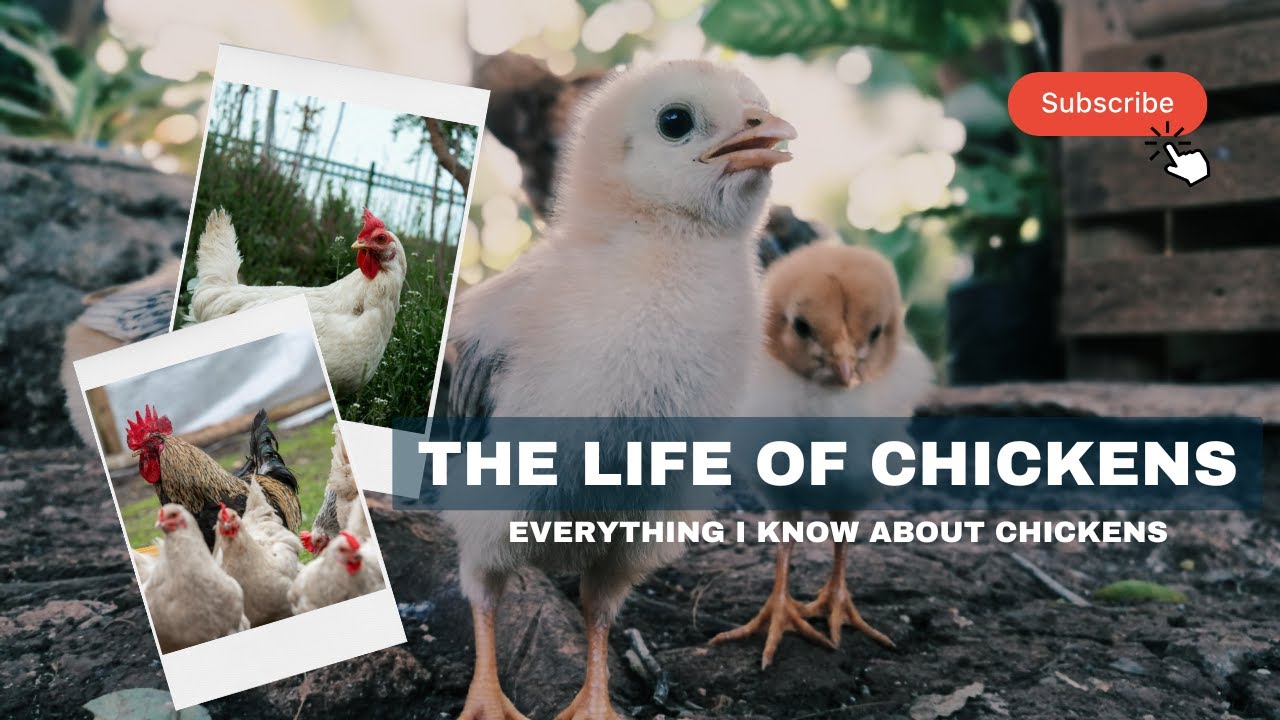 Everything I know about raising and having chickens