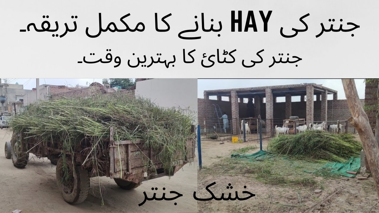 TMR Using Jantar Hay (Sesbania, جنتر)
