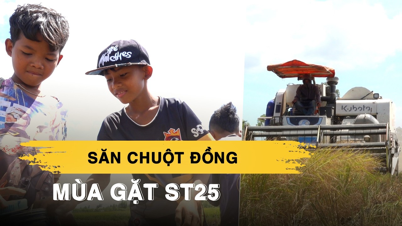 Về miền Tây mùa gặt ST25 xem trẻ con háo hức săn chuột đồng ăn tết