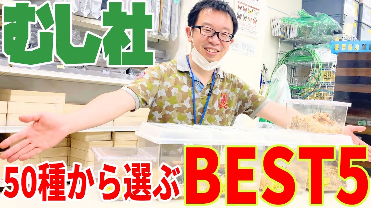 昆虫ショップ店長がおすすめする今熱い昆虫ランキング！