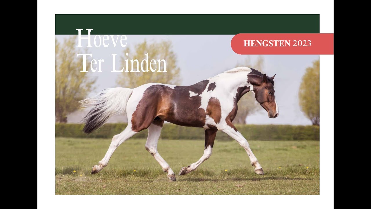 Hoeve Ter Linden - Hengsten aanbod 2023