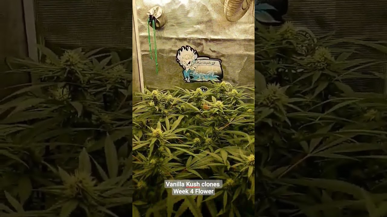 Vanilla Kush clones are not disappointing. Under two #MarsHydroTS1000 lights Nectar for the Gods 👍