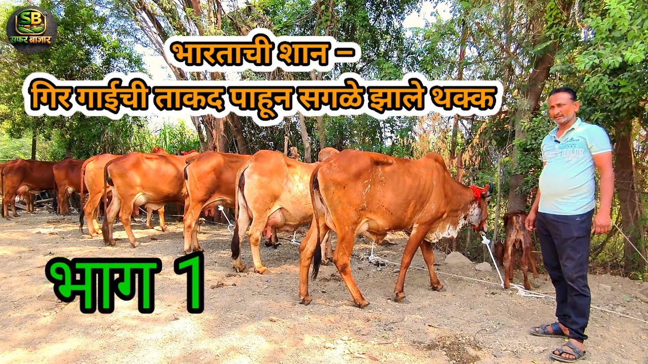 भारताची शान – गिर गाईची ताकद पाहून सगळे थक्क ,🔥💥😍😱त स्वभाव गिर गाय | सफरबाजाराची |देशी गाईं 