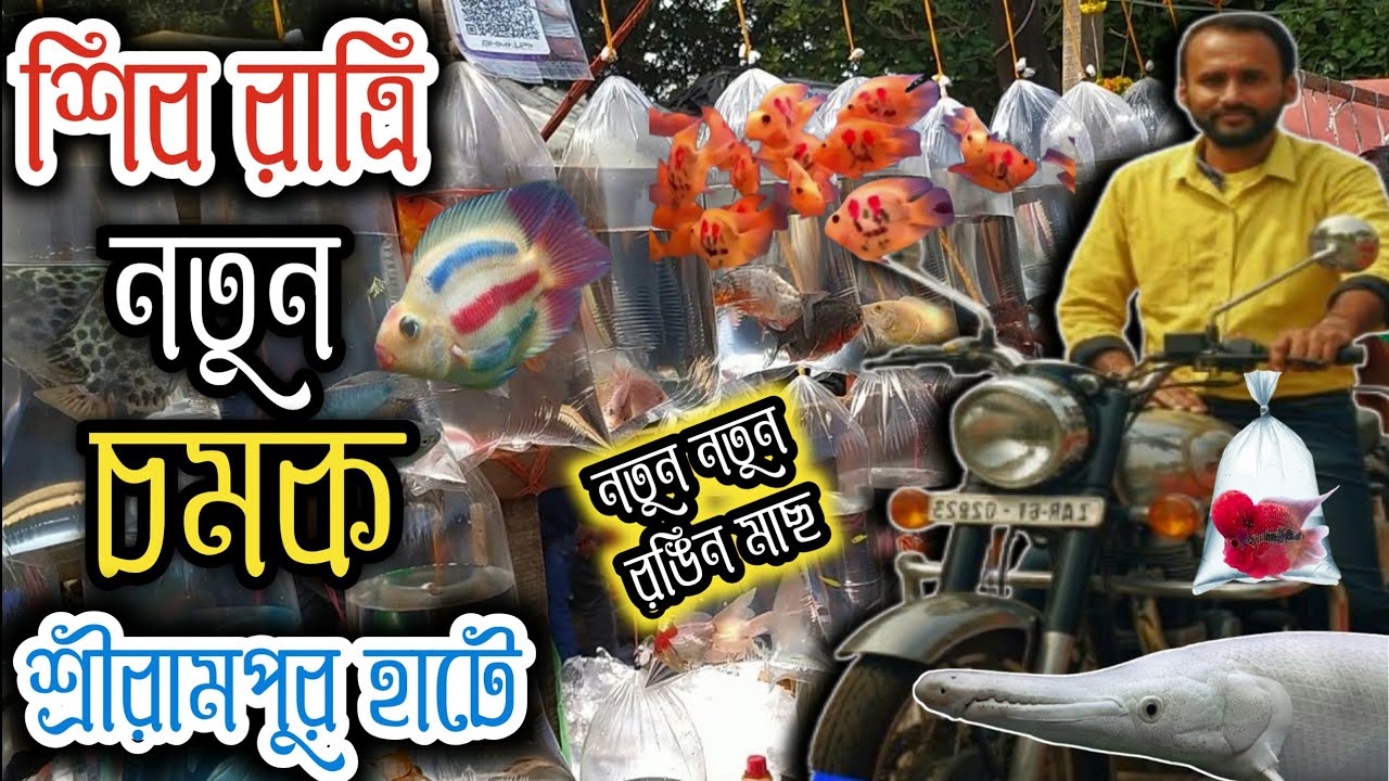 শিব রাত্রির দিনে এসে গেল শ্রীরামপুরে নতুন রঙিন মাছ serampore pet market  serampore aquarium market 