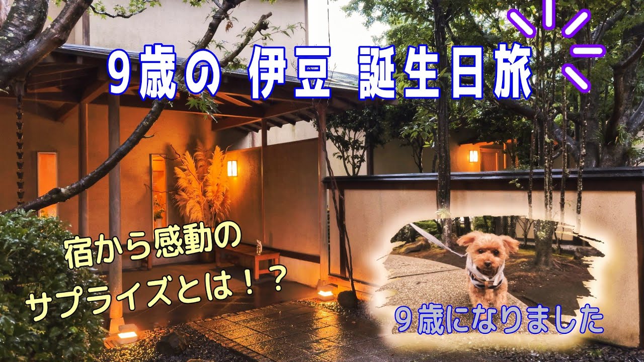 【伊豆観光】愛犬メロン９歳の誕生日旅Vlog in 伊豆　伊豆の観光地を巡りレジーナリゾート伊豆無鄰に宿泊動画