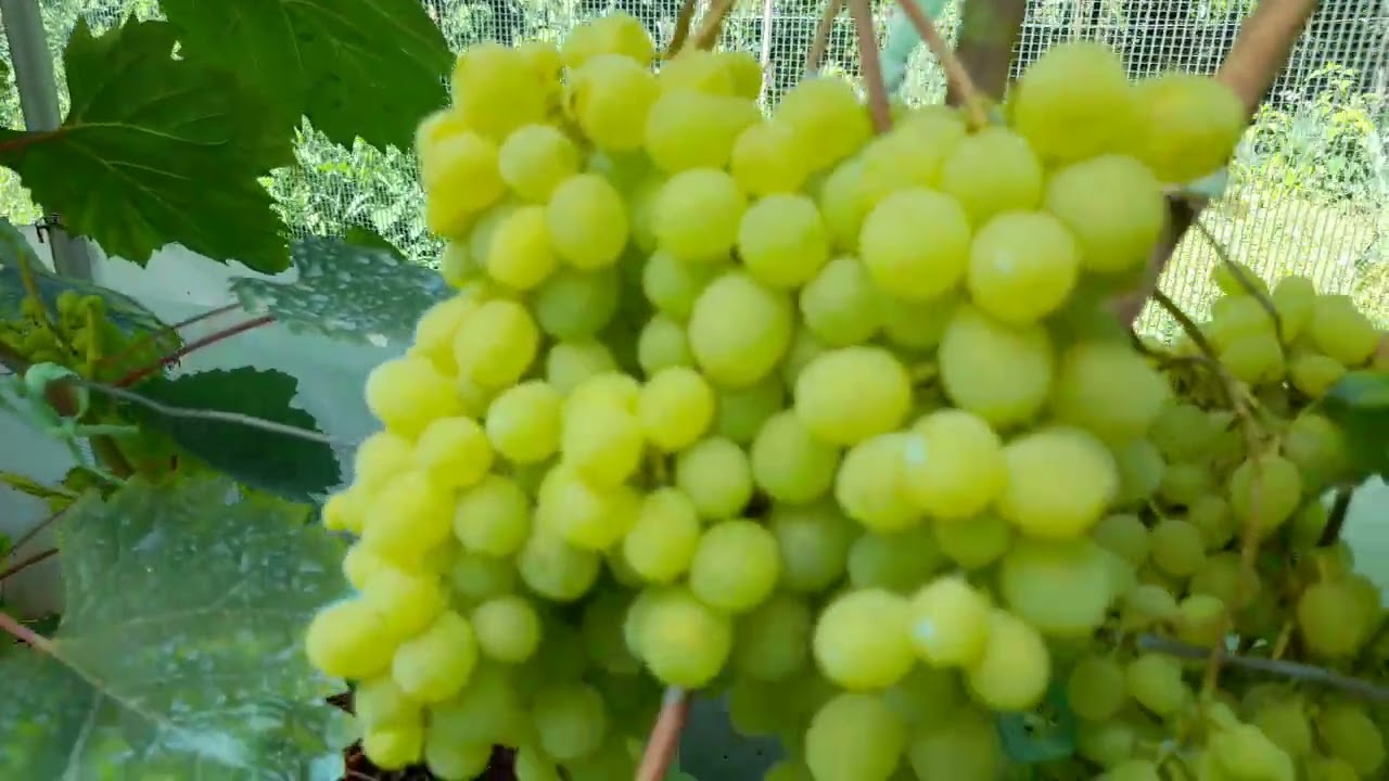 Strugurii la Hartagani la sfarsit de iulie