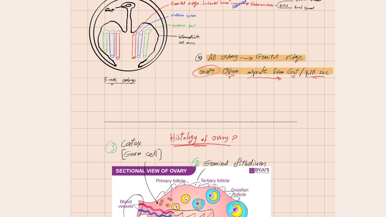 Gyne L-1 Female genital tract Emryology & Anatomy | الجهاز التناسلي الأنثويى