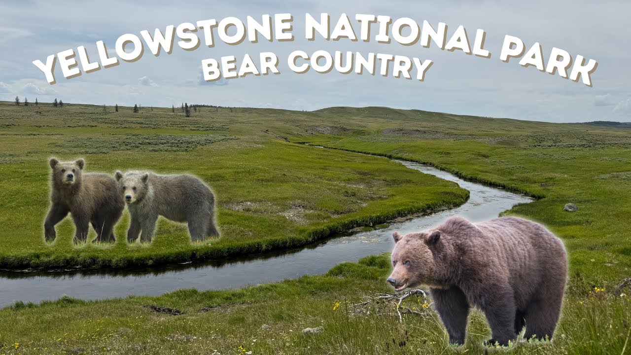 Alone in the Land of the Grizzlies | Yellowstone Backcountry Hike