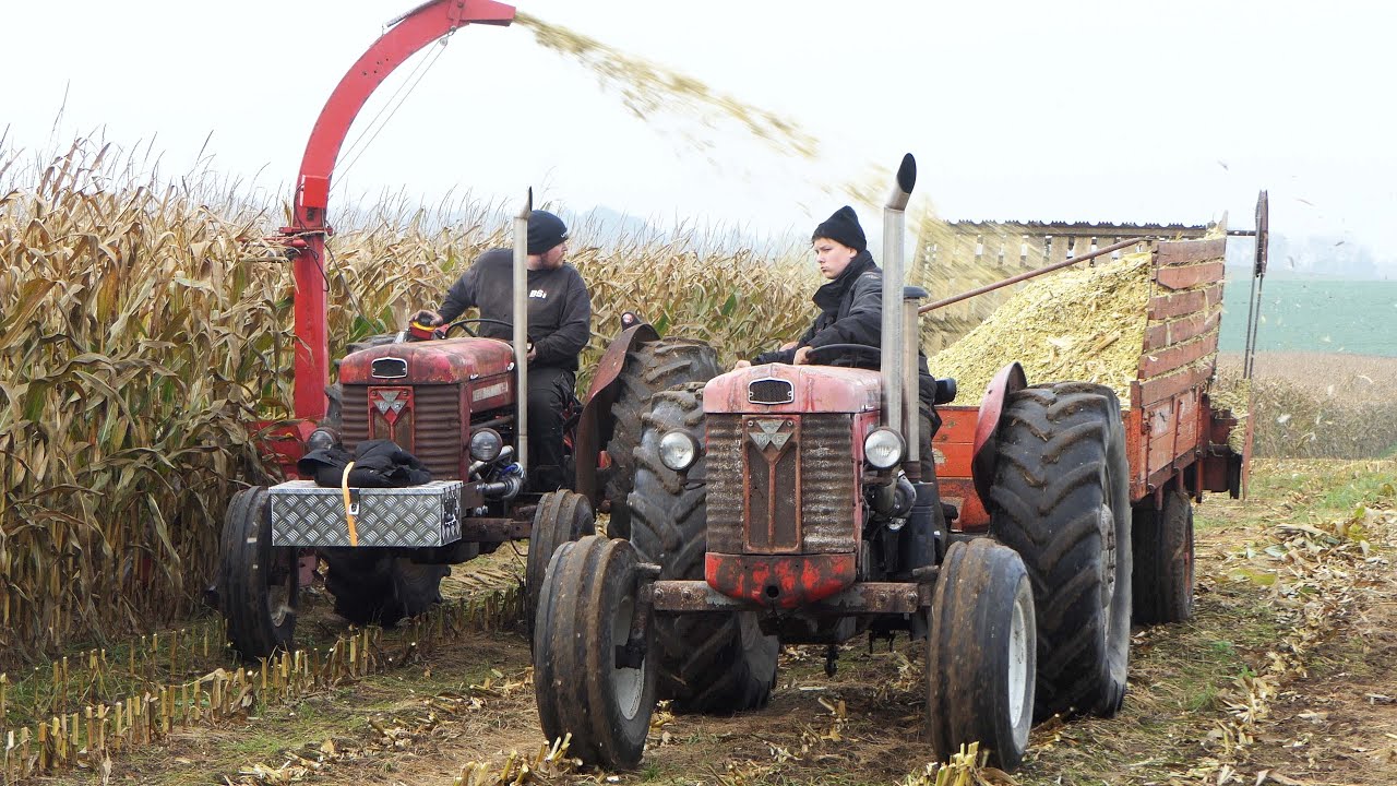 MASSEY FERGUSON 65 TURBO Chopping corn