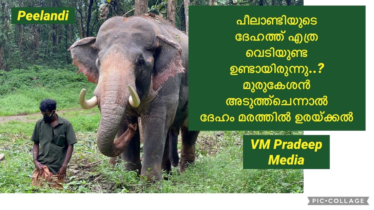 Peelandi ദേഹത്ത് എത്ര വെടിയുണ്ട ഉണ്ടായിരുന്നു മുരുകേശൻ ഇഷ്ടംElephant story VM Pradeep Media