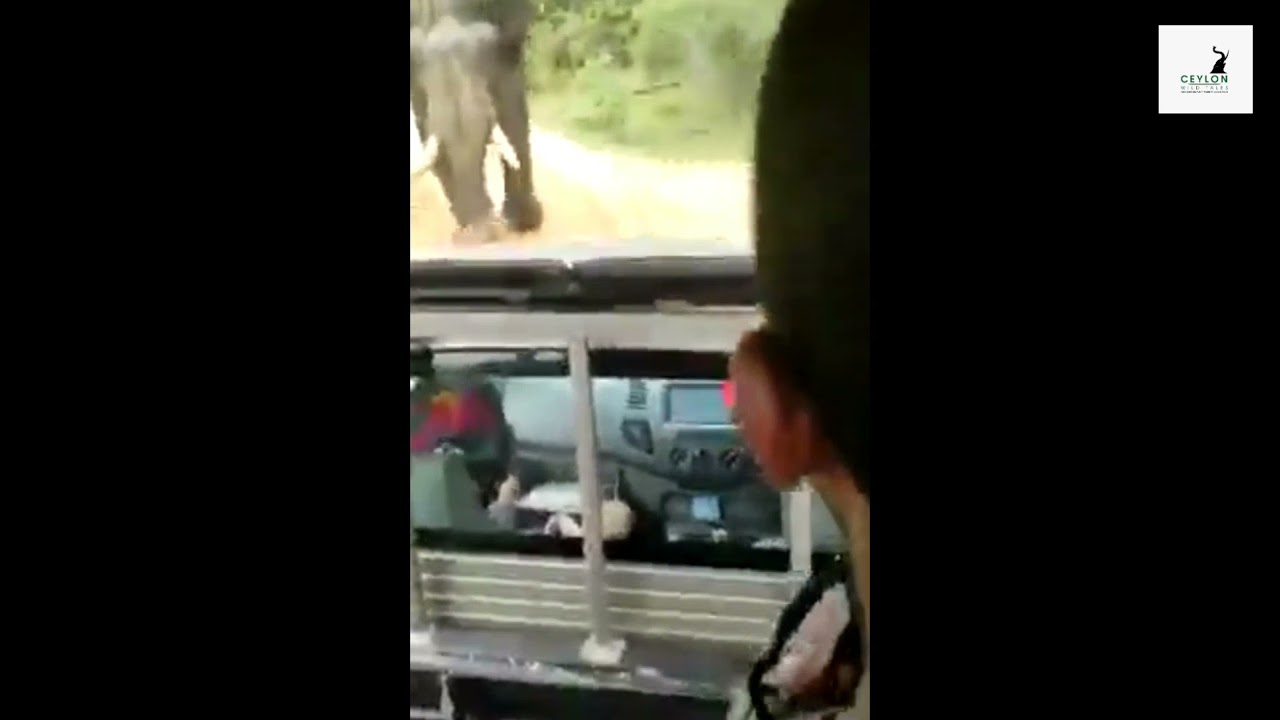 Elephant Charge | Elephant Attack | Animal Planet | Wild | Sando | Yala National Park | Tusker