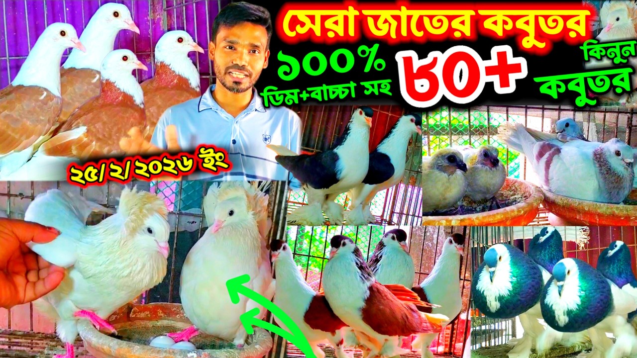 কমদামে সেরা জাতের কবুতর কিনুন খামার থেকে | ১০০% ডিম+বাচ্চা সহ ৮২+ কবুতর | খুবিই কমদামে কবুতর বিক্রি