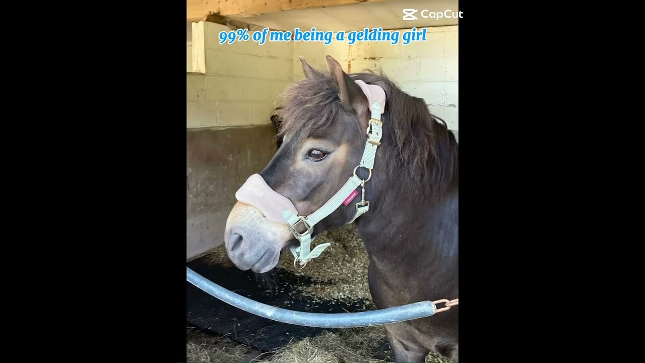 Mares or geldings ❤️#horse #mare #geldings