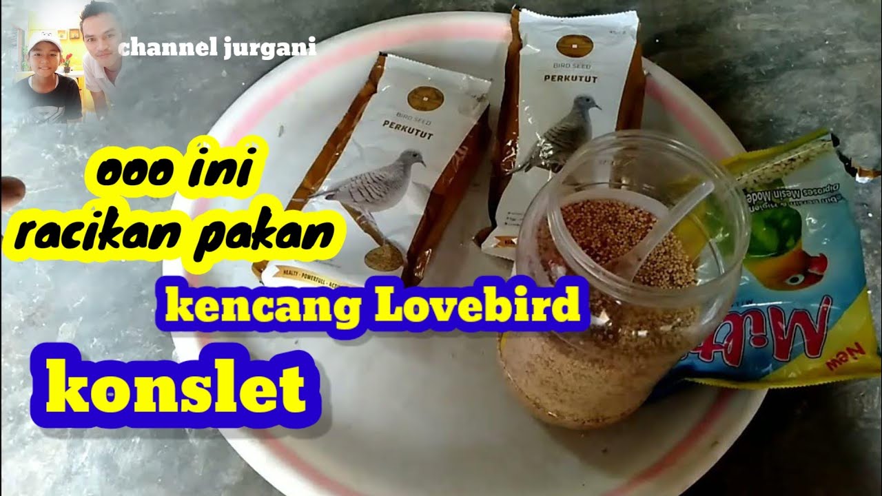 racikan pakan kencang.jebol durasi Lovebird konslet
