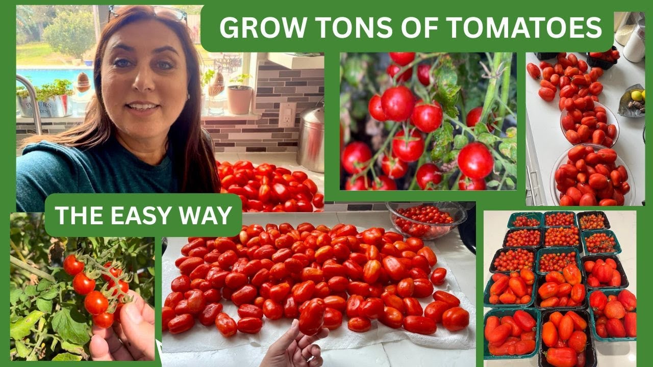 Grow UNLIMITED Tomatoes from Seed to Harvest — My Step-by-Step Foolproof Guide
