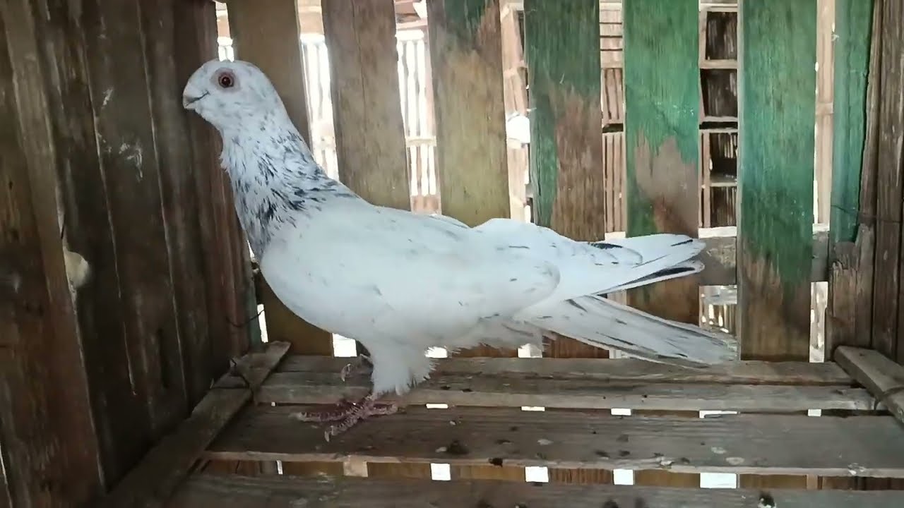 طيرنا الحمام اول مره في الغيه الجديده#الحمام_مع_الطوخي ٢٩ يناير ٢٠٢٦