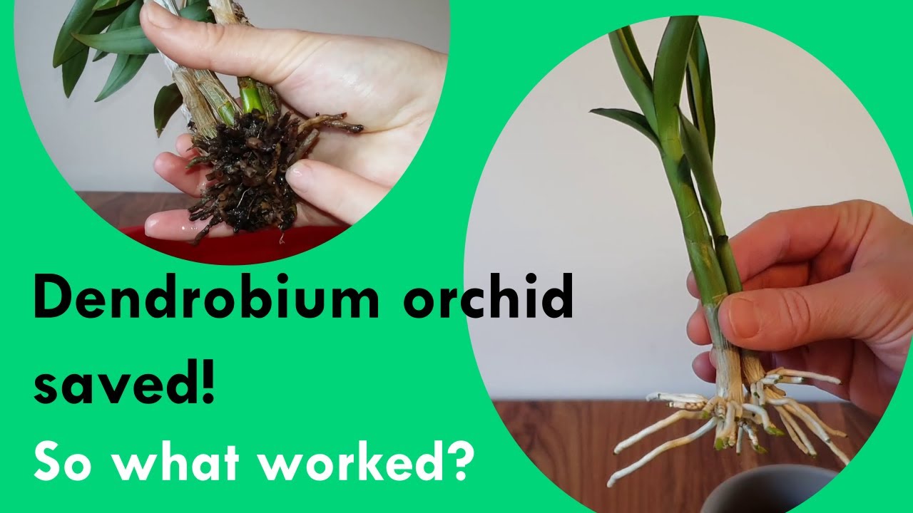 Saving Dendrobium Sa Nook orchid! So what worked? Was it the aloe vera? Was it the keiki paste? ...