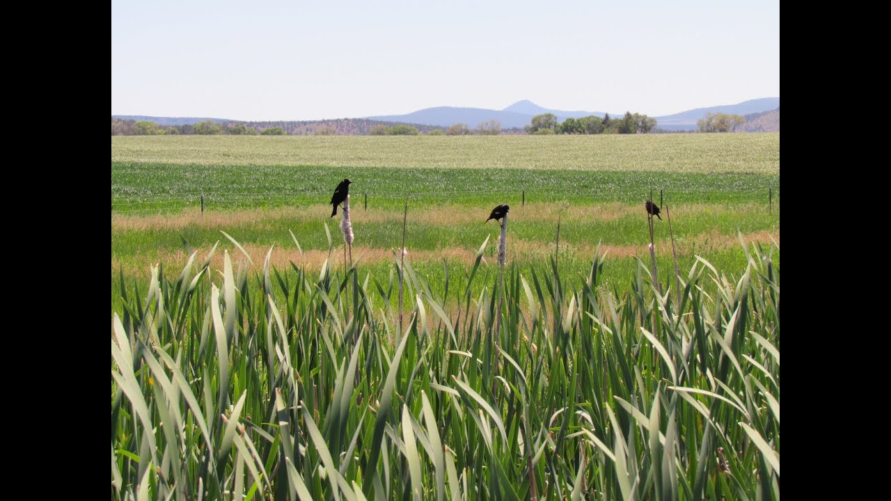 Identifying Tri-Colored Blackbird on Silage Crops & New Law