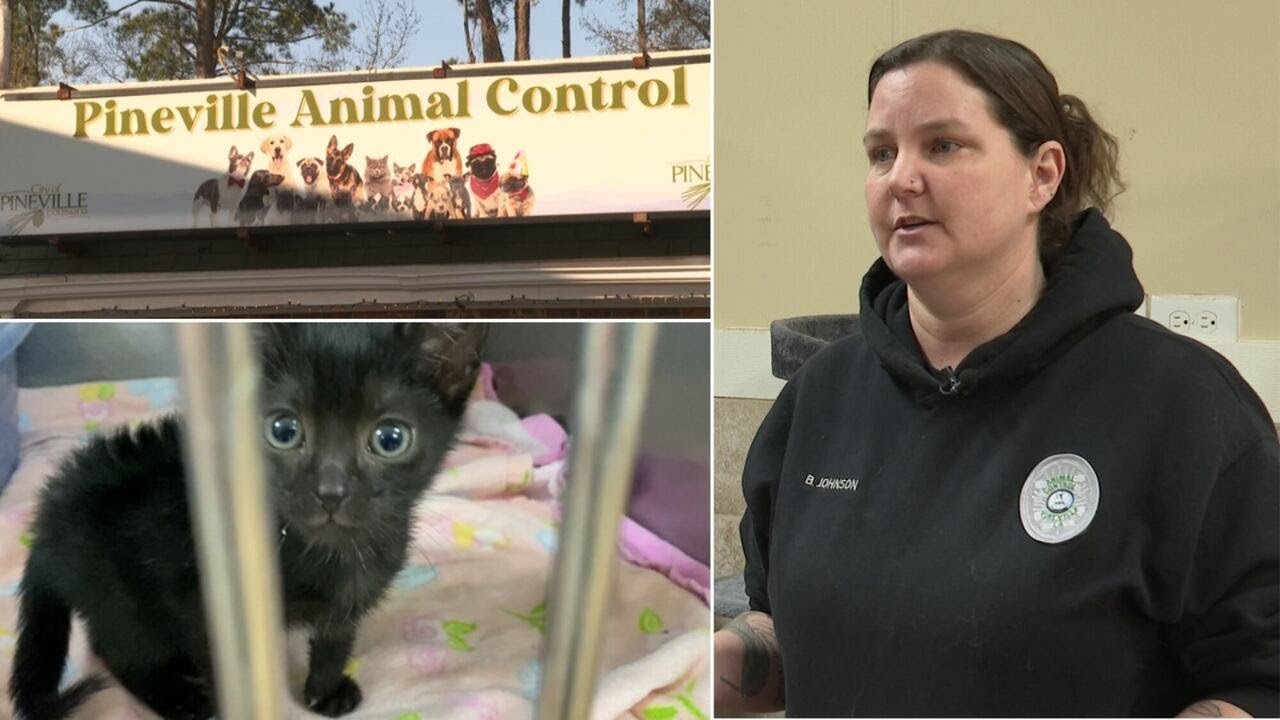Kaylee's Cat Corner - Ep. 9: PAC Adoption Policy Changes