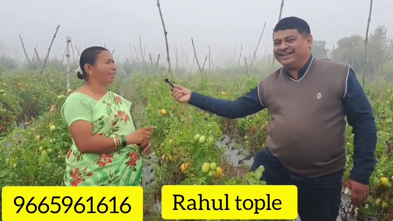 रासायनिक मुक्त ! नैसर्गिक पारंपारिक पद्धतीने टोमॅटोचे कमी खर्चात भरगोस उत्पादन || Mission Organic ||