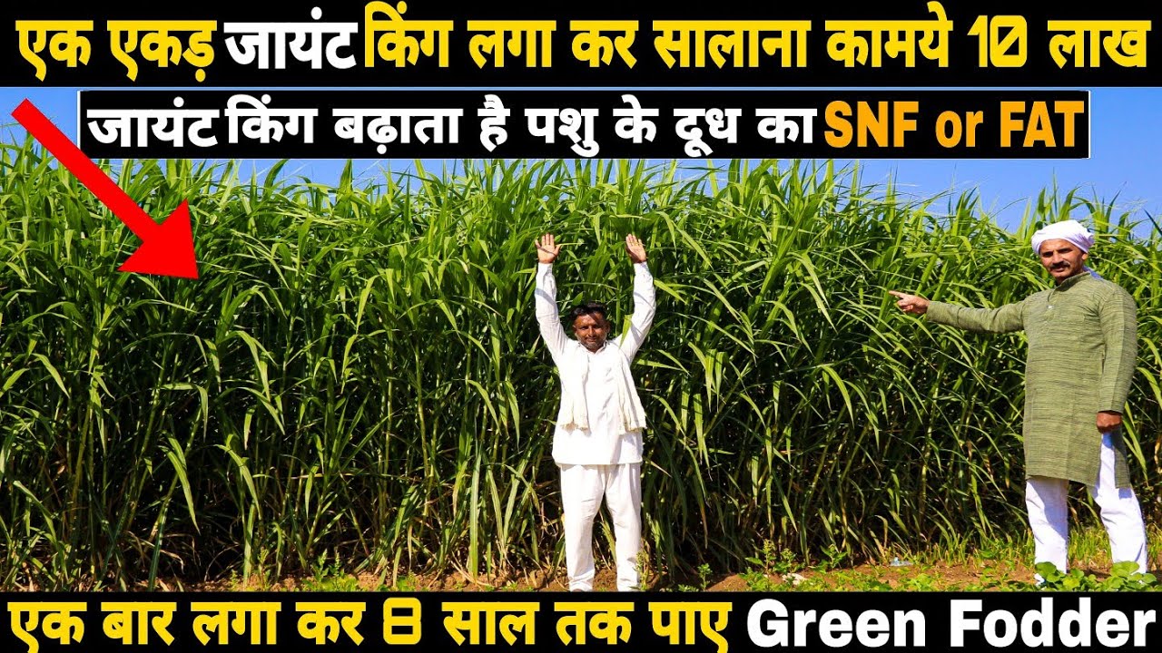 Giant King Grass For Dairy Farm | जायंट किंग लगा डाला, तो लाइफ झिंगालाला | भारत में NO. 1 हरा चारा